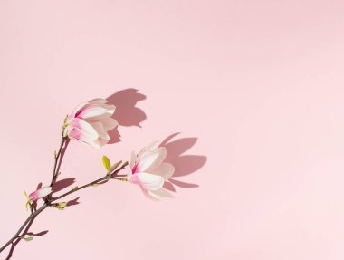 Pembe arka planda keskin gölgeli pembe manolya çiçekleri. Düz yatıyordu.