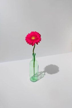 Beyaz arka planda şeffaf yeşil cam şişe içinde taze kırmızı çiçek Gerbera Daisy. Asgari konsept.