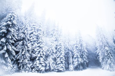Köknar ağaçlarında kar. Donmuş kış harikalar diyarı