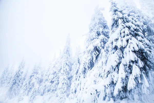 Hófehérke Fenyőfákon Fagyasztott Téli Csodaország Erdő — Stock Fotó