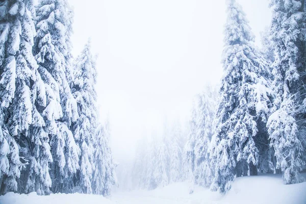 Nieve Abetos Bosque Invierno Congelado — Foto de Stock