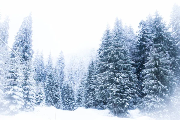 Hófehérke Fenyőfákon Fagyasztott Téli Csodaország Erdő — Stock Fotó