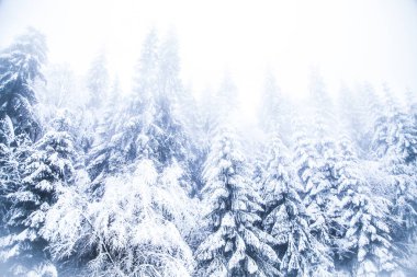 Donmuş köknar ağaçlarına kar yağıyor.