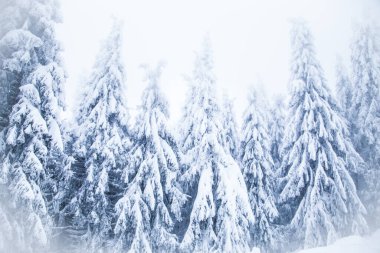 Donmuş köknar ağaçlarına kar yağıyor.