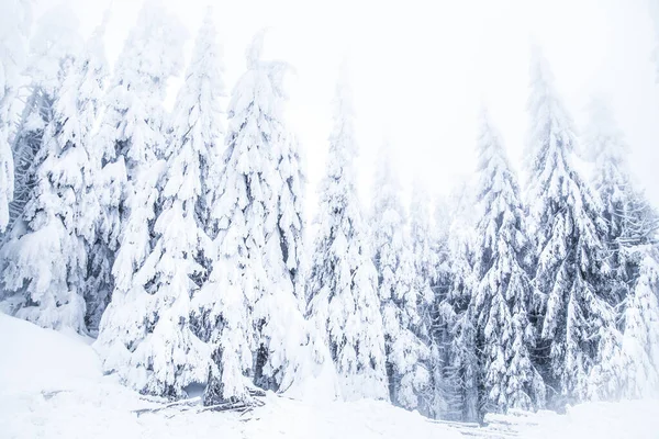 Nieve Sobre Abetos Congelados Fondo Invierno — Foto de Stock