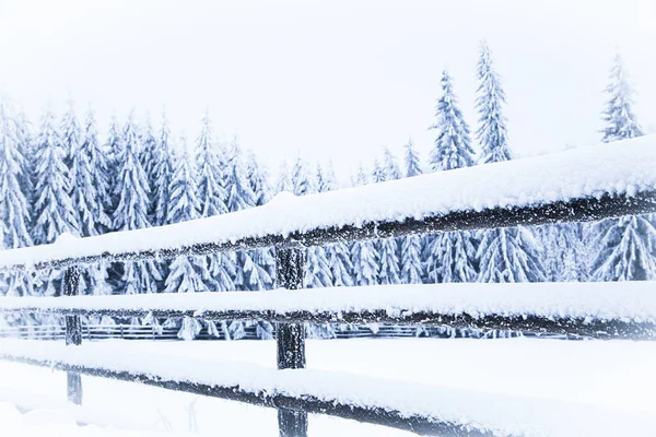 Fagyasztott Fenyő Fák Téli Háttér — Stock Fotó