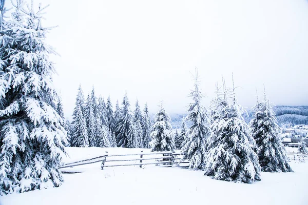 Fagyasztott Fenyő Fák Téli Háttér — Stock Fotó
