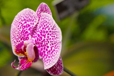 Odaklanmamış yeşil bir arkaplanda bir orkidenin yakın plan görüntüsü