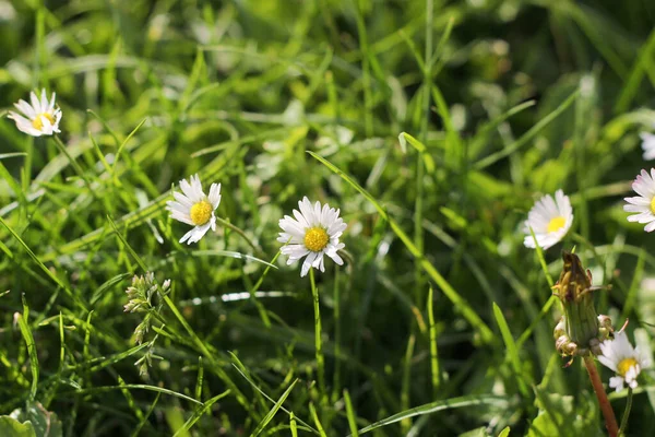 绿草上白花和黄花的特写 — 图库照片