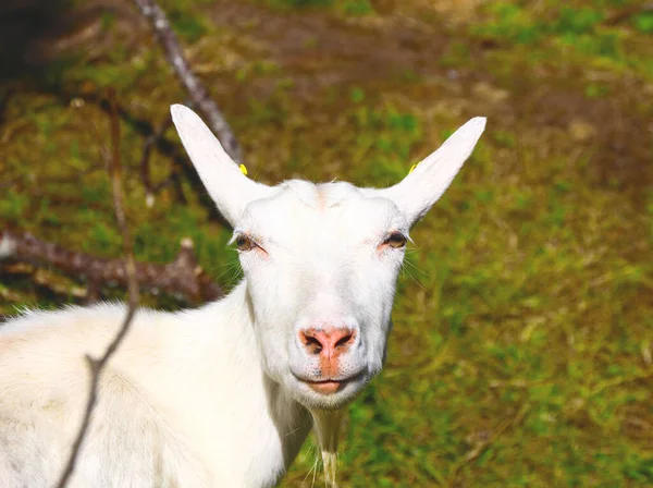 Close Hornless White Goat Looking Directly Camera Green Background — Stock Photo, Image
