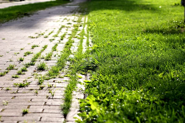 Güneşli bir günde, kırsal taştan bir patika boyunca çimen yoluna yakın, yeşil alan, açık hava, yürüyüş