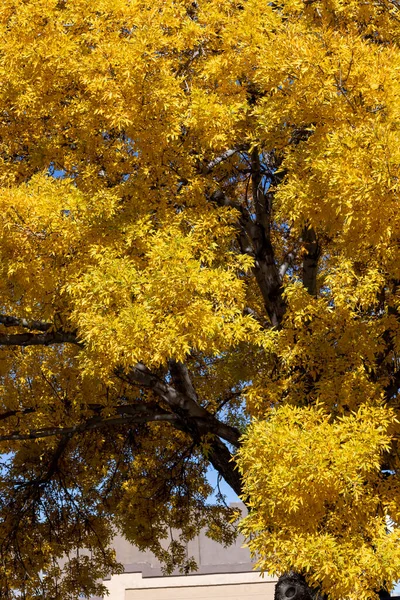 Prescott Arizona Elm Sonbaharda Sarıya Dönüyor — Stok fotoğraf