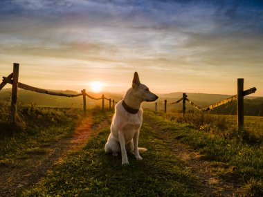 Köpek beyazı İsviçre çobanı Güzel manzara gündoğumunda