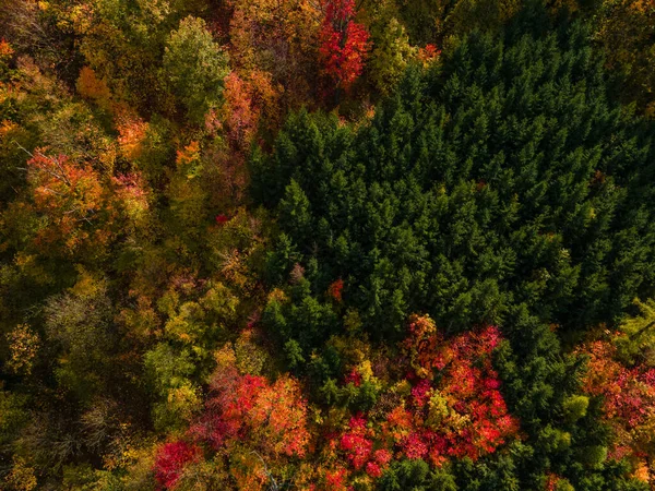 Piękny Kolorowy Jesień Natura Czerwony Pomarańczowy Zielony Drzewo — Zdjęcie stockowe