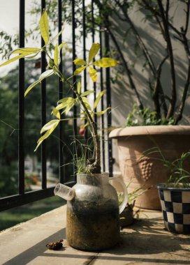 Kafesteki bir balkonda güneşin altında saksı bitkileri.