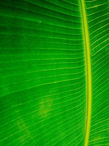 Gros plan sur la texture des feuilles de banane remplissant le cadre — Photo