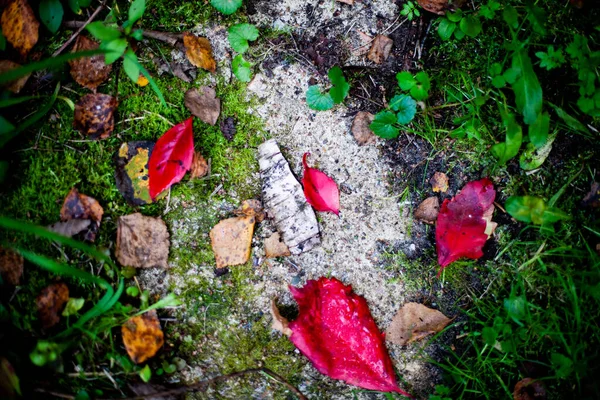 Осень красочные листья и кора на пути — стоковое фото