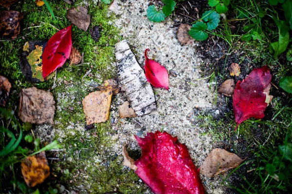 Outono folhas coloridas e latido no caminho — Fotografia de Stock