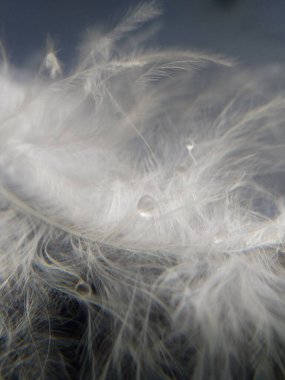 Mavi zemin üzerinde su damlaları olan beyaz, narin, güzel makro tüy.