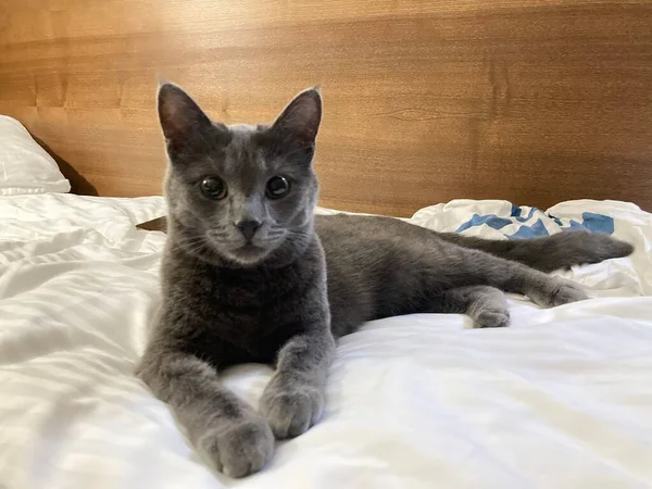Foto Von Ruhenden Schönen Grauen Katze Auf Dem Bett Suchen — Stockfoto