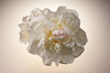 Önden beyaz şakayık