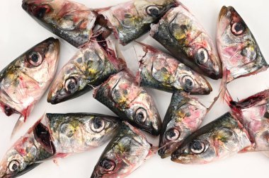 Sardalyanın başı vücuttan ayrılmıştır ve kanla doludur.