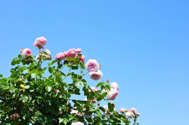Soluk pembe gül gökyüzüne bakıyor