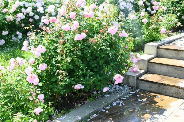 Rosa Rosas Florescer Longo Das Escadas Receber Água — Fotografia de Stock