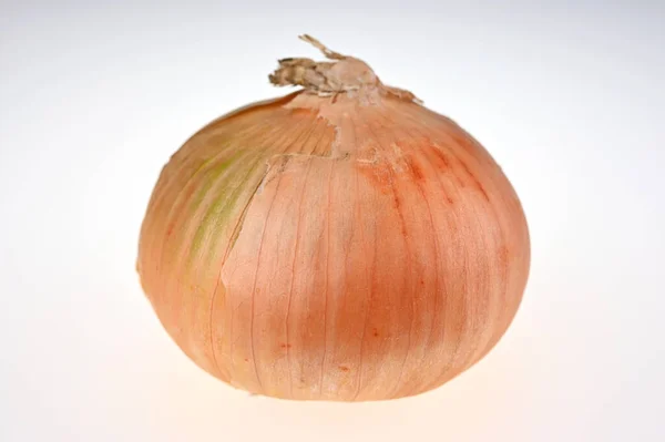 One Various Onions Color Shape Size — Stock Photo, Image