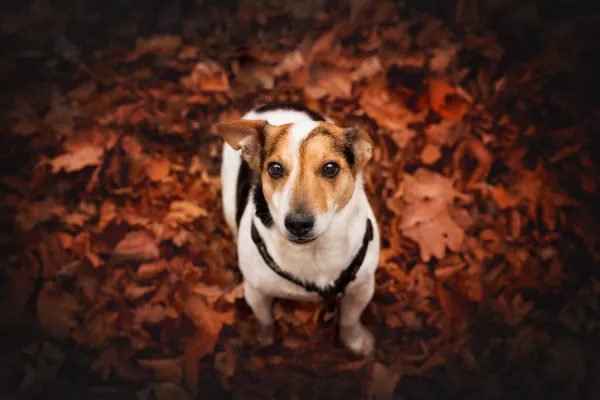 秋天里杰克罗素的画像 — 图库照片