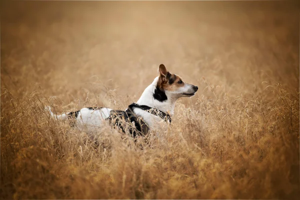 Cane Beccato Giocare Cane Migliore Amico Dell Uomo — Foto Stock