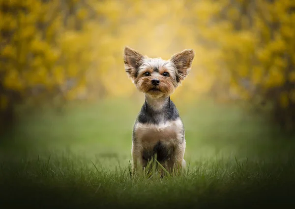 Las Vacaciones Pascua Vienen Con Temporada Primavera Yorkshire Terrier Lluvia —  Fotos de Stock
