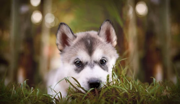 Alaska Malamute Köpeği Çimenlerde Saklanıyor — Stok fotoğraf