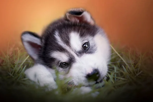 Alaska Malamute köpeği çimenlerde saklanıyor. Malamute, kızak köpeklerinin en eski cinslerinden biridir. Sibirya Husky 'si ya da samoed.