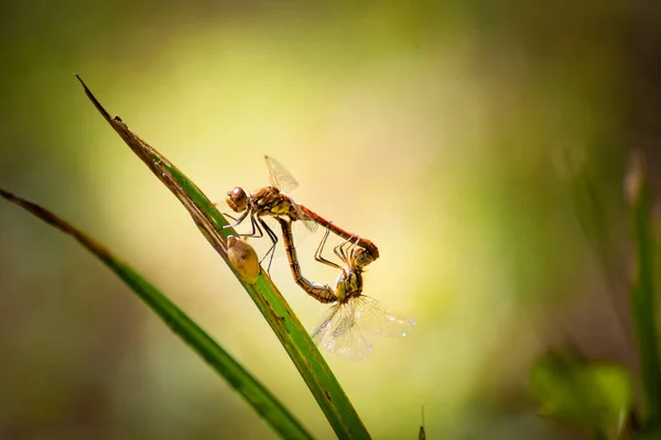 Mating Dragonfly Blushes River Bank — Foto de Stock