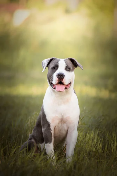 Young Stafford Sitting Meadow American Staffordshire Terrier Dog Breed Has — Fotografia de Stock