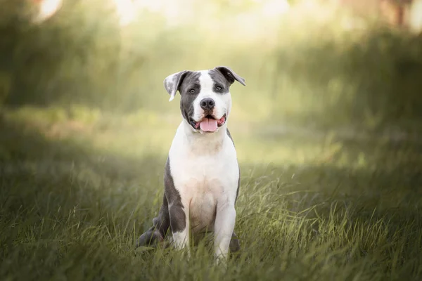 Young Stafford Sitting Meadow American Staffordshire Terrier Dog Breed Has — Fotografia de Stock