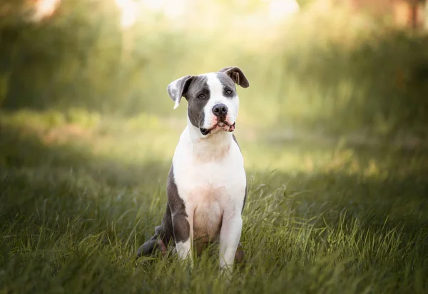 Young Stafford Sitting Meadow American Staffordshire Terrier Dog Breed Has — Fotografia de Stock