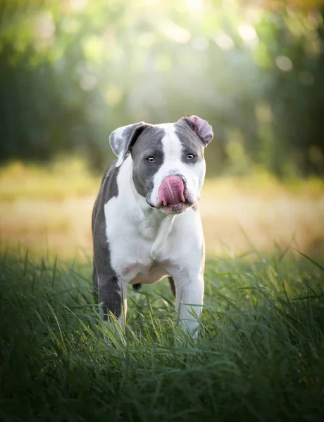 young Stafford sitting in a meadow. The American Staffordshire terrier is a dog breed that has ancestors in English bulldogs and terriers. Their closest relatives, the American pit bull terrier. 