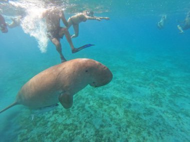 Mısır 'ın Marsa Alam bölgesinde yaşayan bir deniz ineği. Deniz ineği.