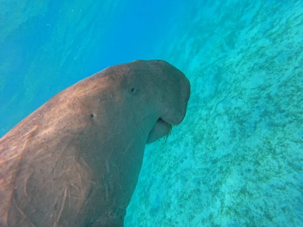 A sea cow living in the area of Marsa Alam, Egypt. Dugong