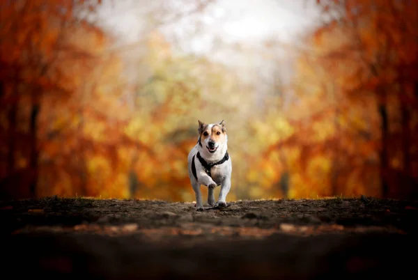 Otoño Jack Russell Corriendo Bosque Otoño —  Fotos de Stock