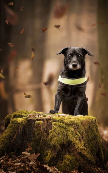 Retrato Cão Floresta Clima Outono — Fotografia de Stock