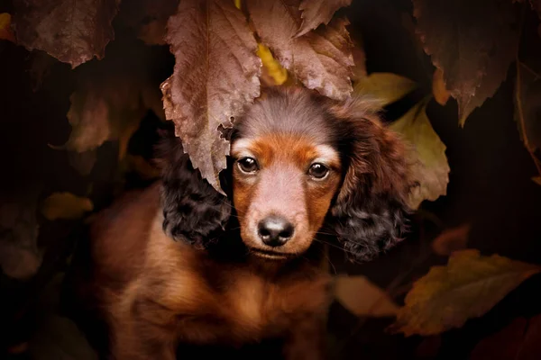 Retrato Cachorro Salchicha Pelo Largo Dachshund Una Raza Típica Por —  Fotos de Stock