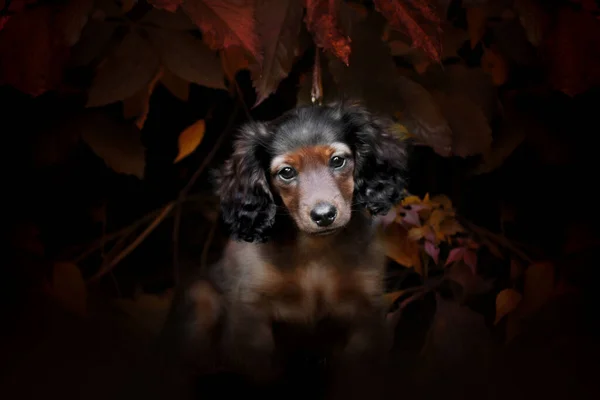 Retrato Cachorro Salchicha Pelo Largo Dachshund Una Raza Típica Por —  Fotos de Stock