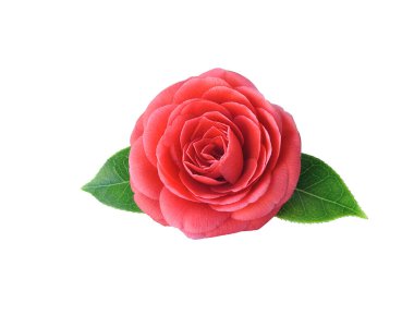 Kamelya, beyaz arka planda izole edilmiş. Doymuş kırmızı renkte bahar Japon çiçeği. Kamelya moda rozeti, broş, çıkartma, yama. Tüm elementler izole ve düzenlenebilir..