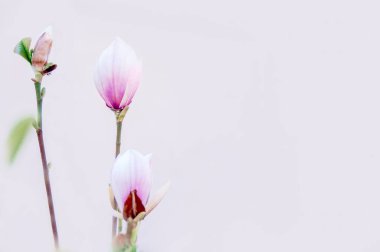 Manolya tomurcukları. Bahar çiçekleri.