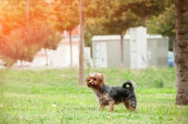 Yorkshire Teriyeri tasmasız yürüyor. Bahar otları, köpek ferahlığın ve özgürlüğün tadını çıkarır..