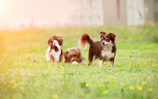 Çimlerin üzerinde bir grup küçük köpek oynanıyor. Chihuahua 'ya odaklan.. 