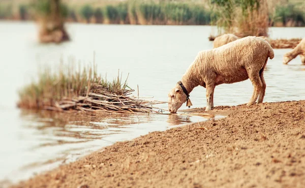 Bárány Egy Itatón Bárány Ivóvíz Partján Stock Kép